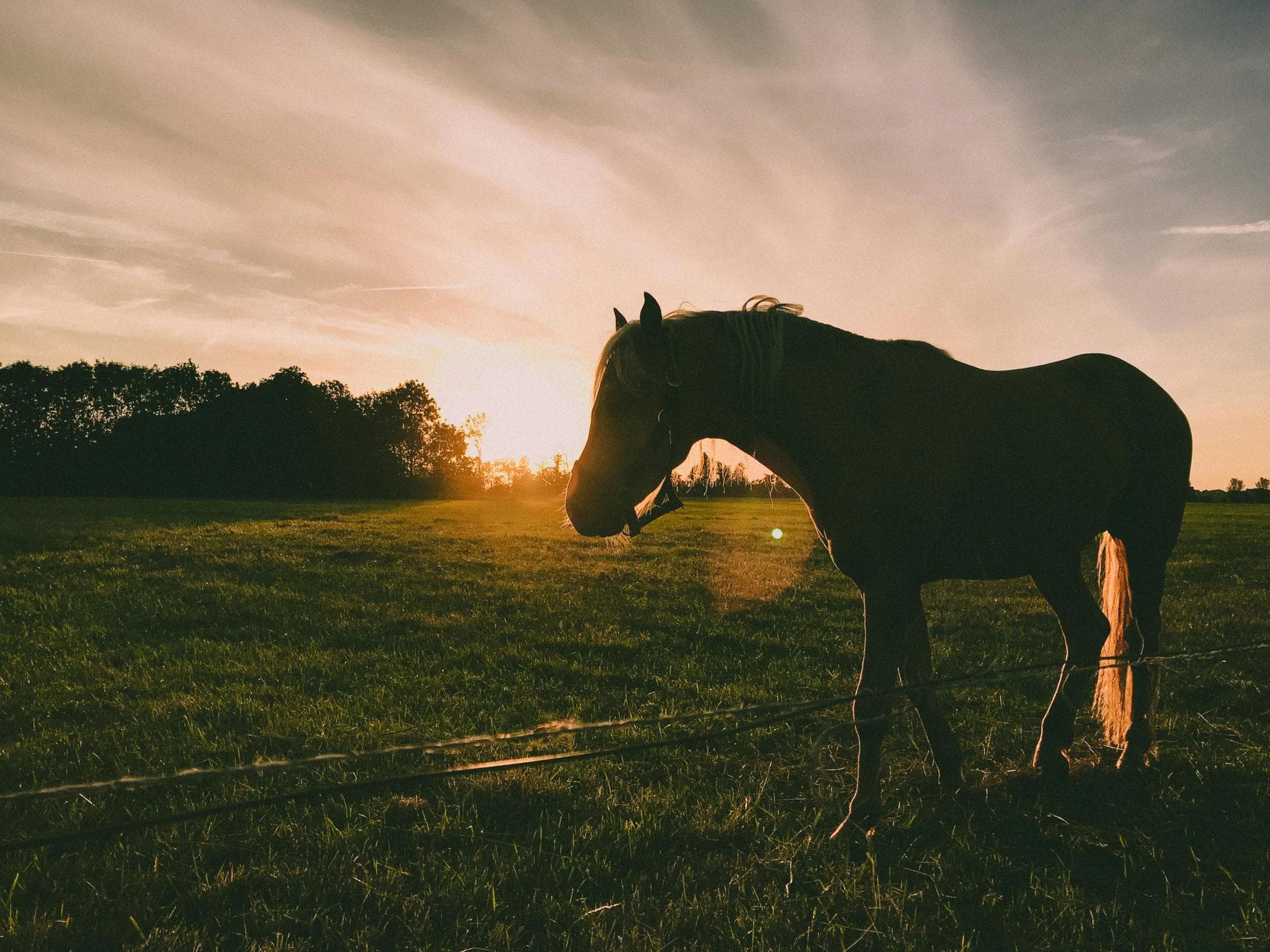 Farm & Large-Animal Vets near Eugene