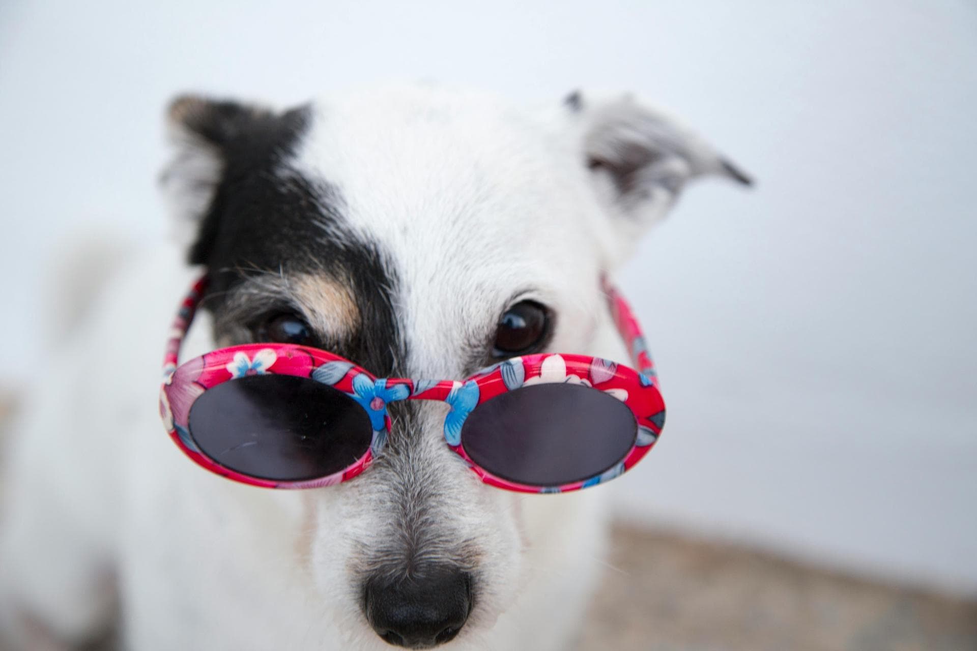 Dog & Cat Vets in Eugene
